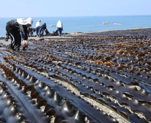 浦河町の日高昆布