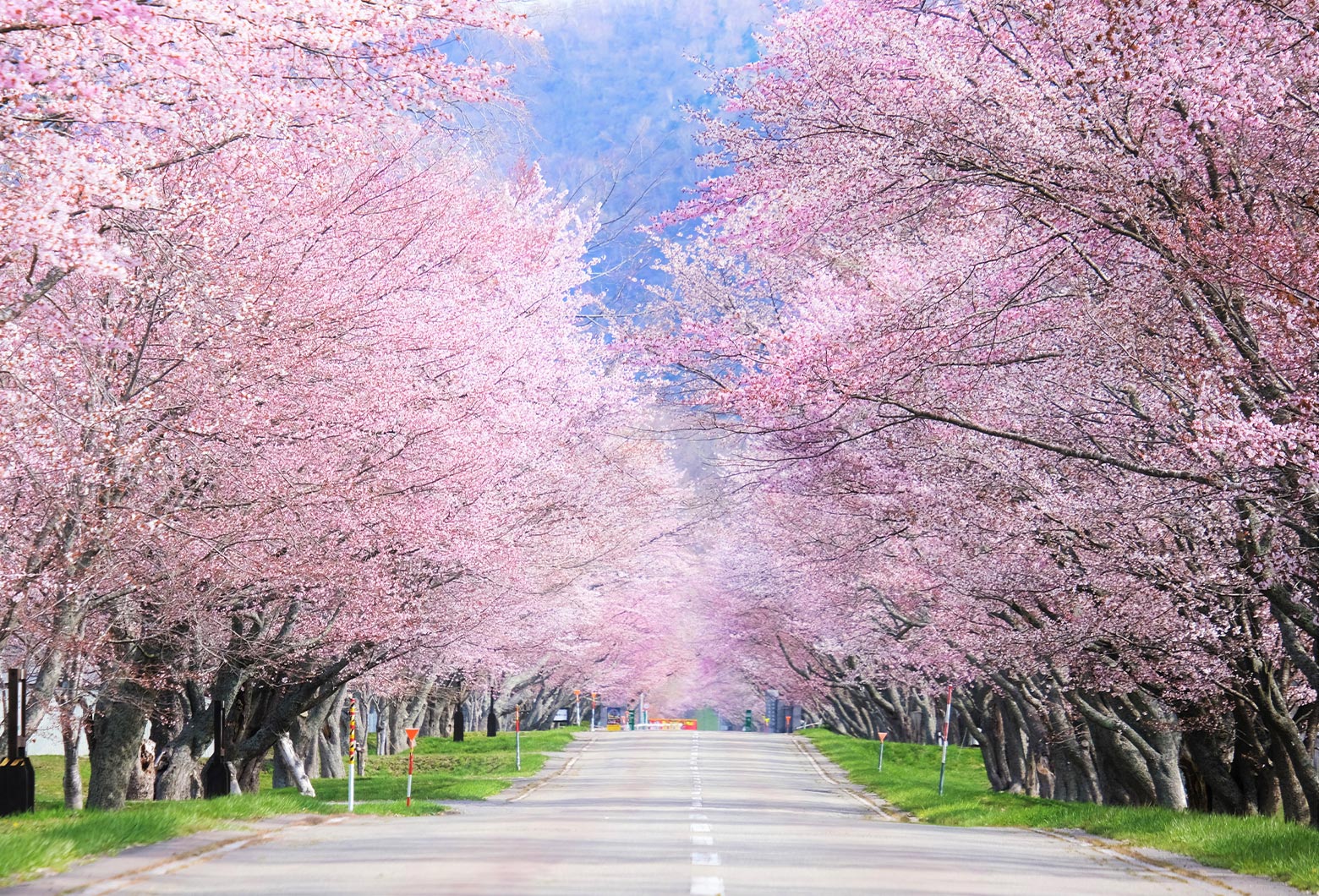 浦河町の春の画像